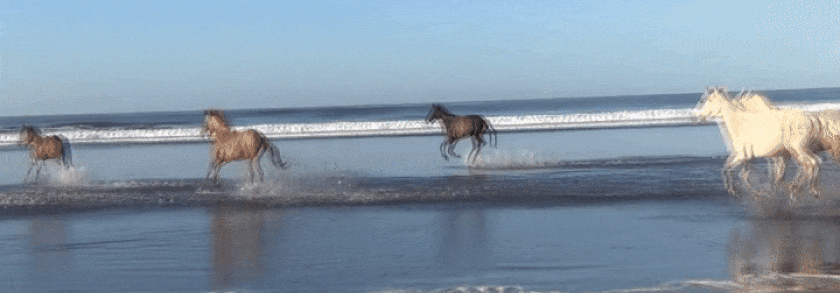 Wilde Pferde am Strand