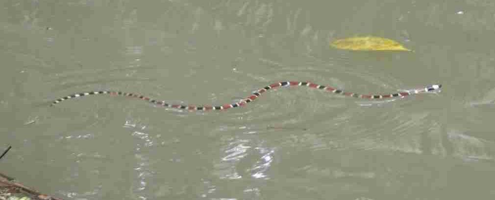 Im Río Boca Negra lebt eine Schlange